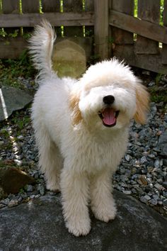 Wheaten Terrier Poodle Mix Google Search かわいいペット ペット 犬 Wheaten Terrier Poodle Mix Google Search かわいいペット ペット 犬