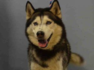 Pin On Husky Dogs For Adoption