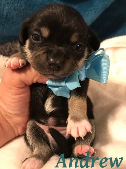 Chug Dog For Adoption In Shreveport La Adn 678550 On Puppyfinder