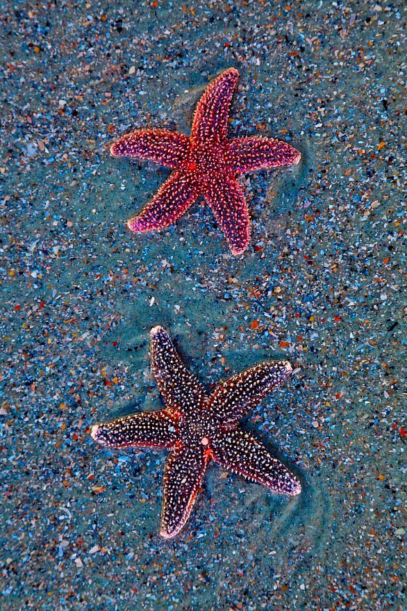 Sea Stars, Folly Beach, SC: found just after proclaiming that i had never found ...