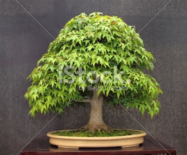 How To Grow Your Own Out Of This World Cannabis Bonsai Tree 086f9cde8b9e4731bac8c46b7340a145