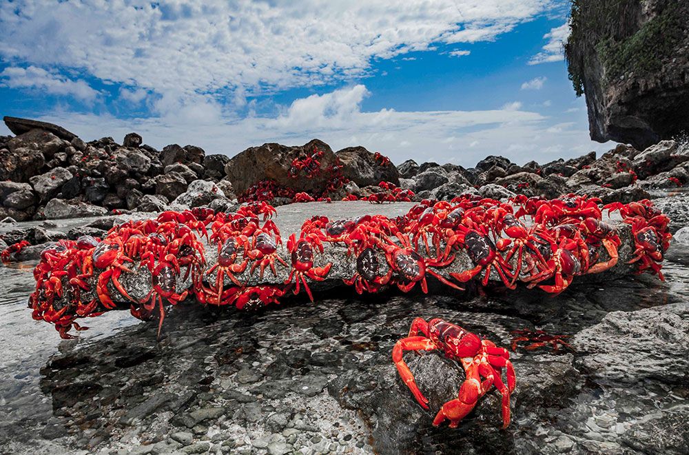 christmas island crab migration australia and see http www christmas island crab migration australia