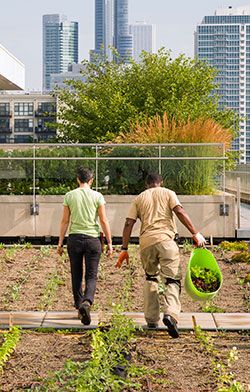 Gardening Tips The Safety Speech Meadow Hill Community Garden The Real Dirt Garden City Harvest Intended For Gardening Tips The Safety Speech Gardening Tips