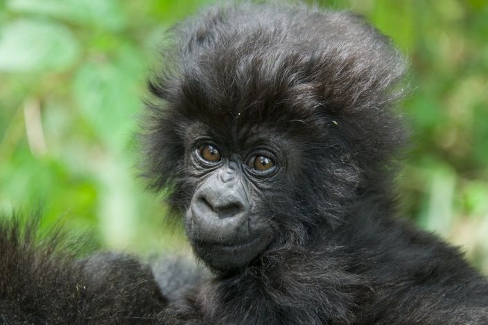 Kent got to name a baby gorilla this year in Rwanda's Kwita Izina naming ceremony! Gorilla Gorilla, Silverback Gorilla, Gorillas In The Mist, Baby Gorillas, Orangutans, Safari Animals, Baby Animals, Cute Animals, East Africa Travel