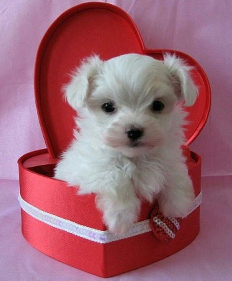 Pin By Jennifer Doherty On Dogs Maltese Puppy Maltese Puppies