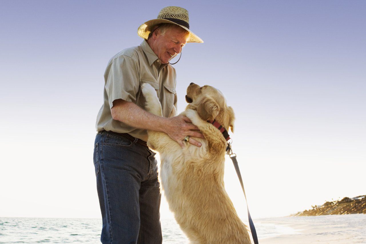 Top 14 Jobs Working With Dogs Jobs Working With Dogs Jobs With Animals Animal Lover