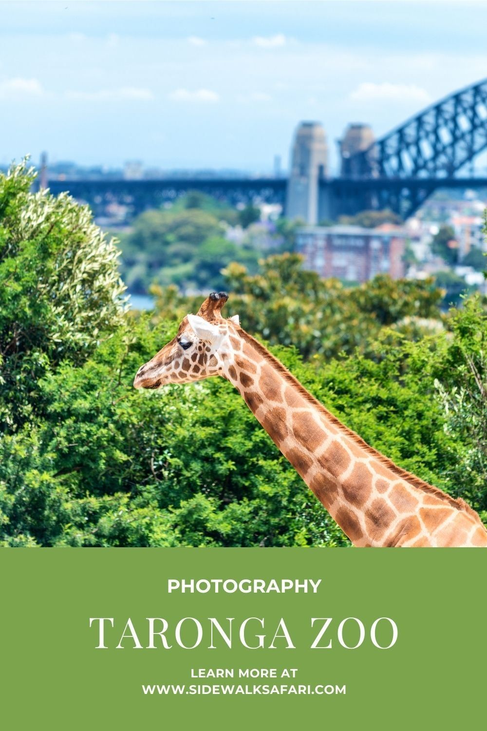 The Ultimate Taronga Zoo Itinerary A Great Sydney Day Trip By Water the-ultimate-taronga-zoo-itinerary-a-great-sydney-day-trip-by-water