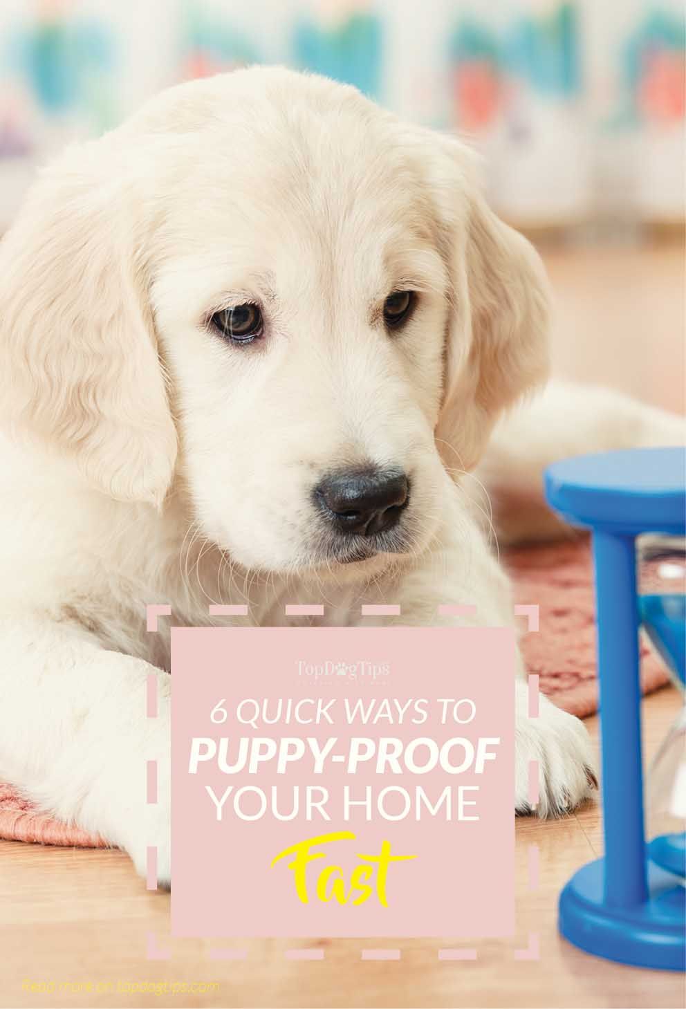 6 Quick Tips For Puppy Proofing Your Home Training Your Dog