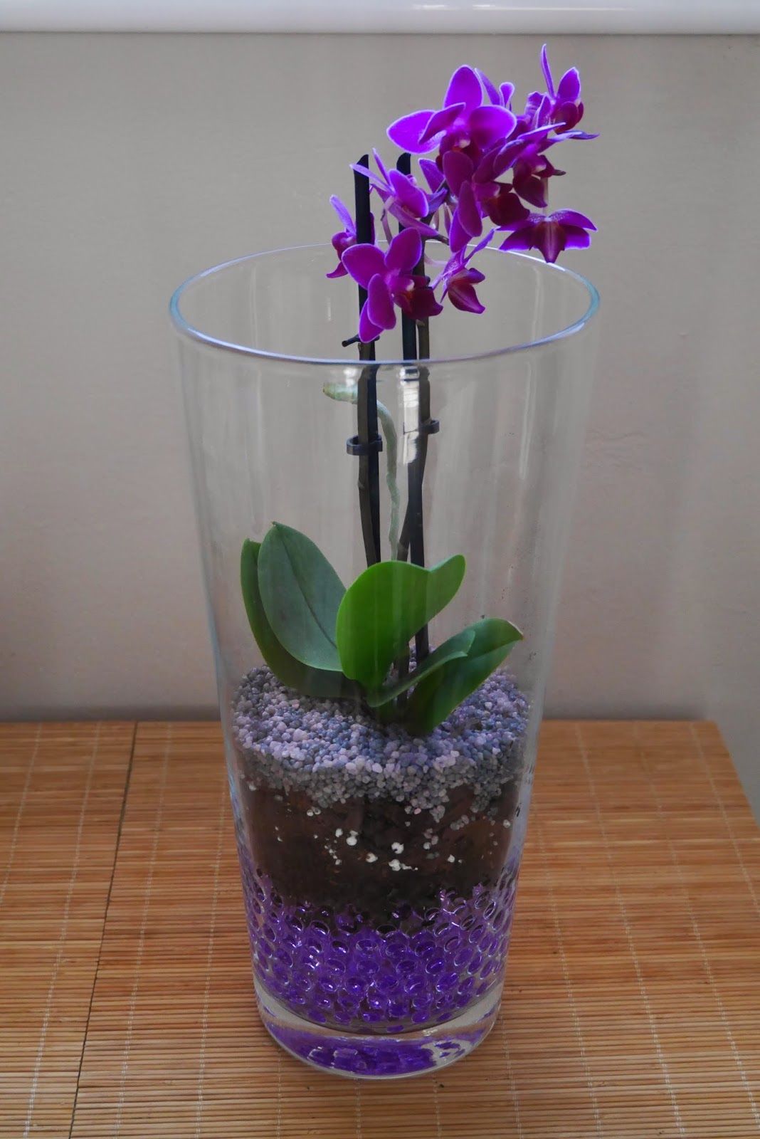 Orquídea Mariposa Mini Plantada En Gel Dentro De Jarrón De Cristal Mrwashisancreation Terrario De Orquídeas Jarrón De Cristal Decoracion Con Jarrones
