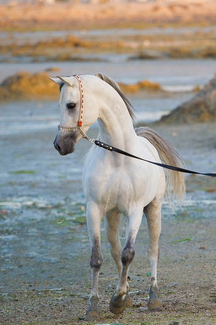Young Arabian Horse Horses Pretty Horses Beautiful Horses