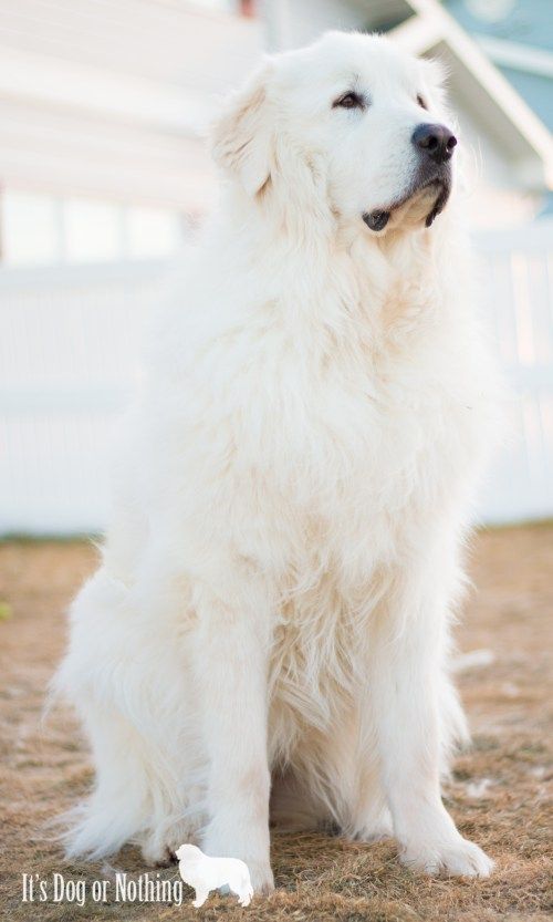 Great Pyrenees Info A Beginner S Guide Great Pyrenees Dog