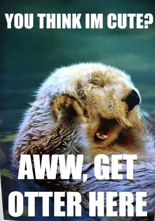 Twenty Two Terrible Tuesday Puns Funny Animals With Captions Funny Animal Quotes Funny Animals