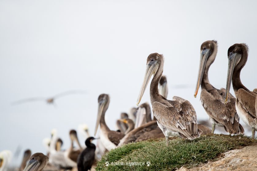 10 Top Birding Destinations in the United States Pelican photos