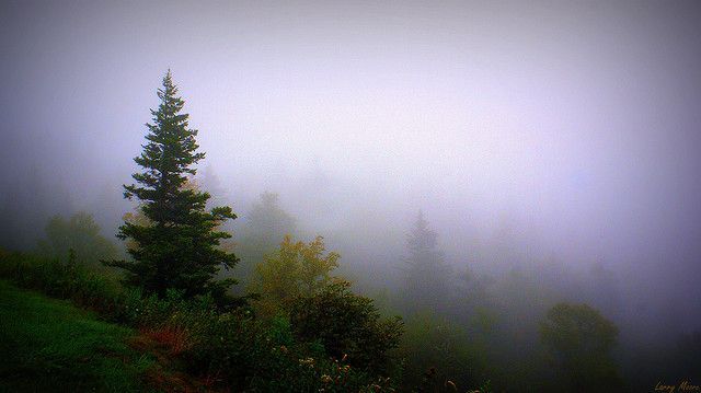 Into The Fog #blueridgeparkway Into The Fog | Flickr - Photo Sharing! Blueridge Parkway in North Carolina #blueridgeparkway