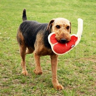 犬用おもちゃ tボーン ステーキ Tボーンステーキ Tボーン 犬 犬用おもちゃ tボーン ステーキ Tボーンステーキ Tボーン 犬