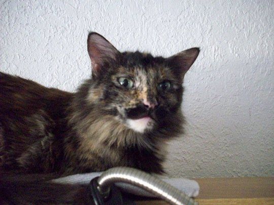 マニアックで可愛い サビ猫の猫画像20選 猫 画像 猫 子猫 猫 マニアックで可愛い サビ猫の猫画像20選 猫 画像 猫 子猫 猫