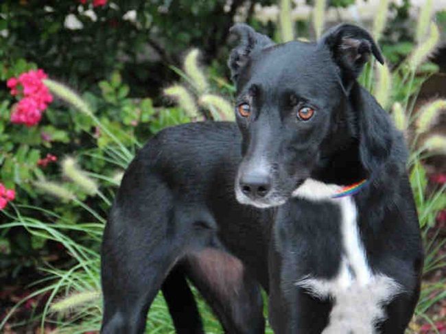 10 Different Mixed Breed Dogs These Mutts Will Win Your