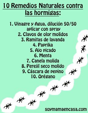 10 remedios naturales contra las hormigas Green Garden, Garden Plants, Diy Garden, Garden Landscaping, House Plants, Home Remedies, Natural Remedies, Green Life, Pest Control