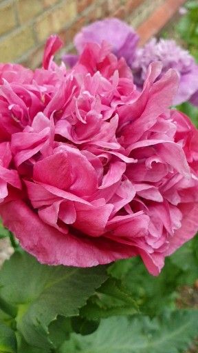 Poppy Poppy