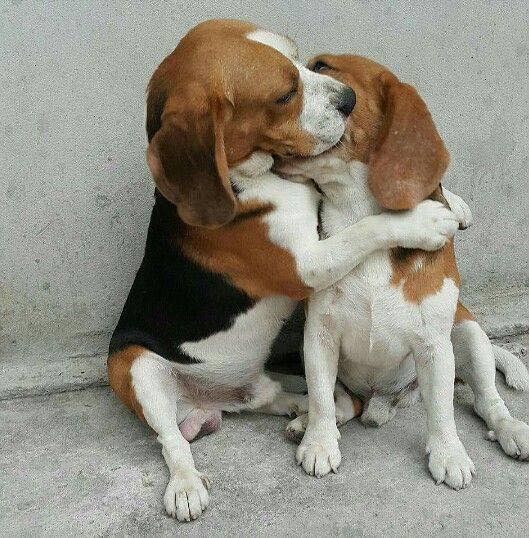 Sammy Beagles Beagle Dogs Baby Beagle