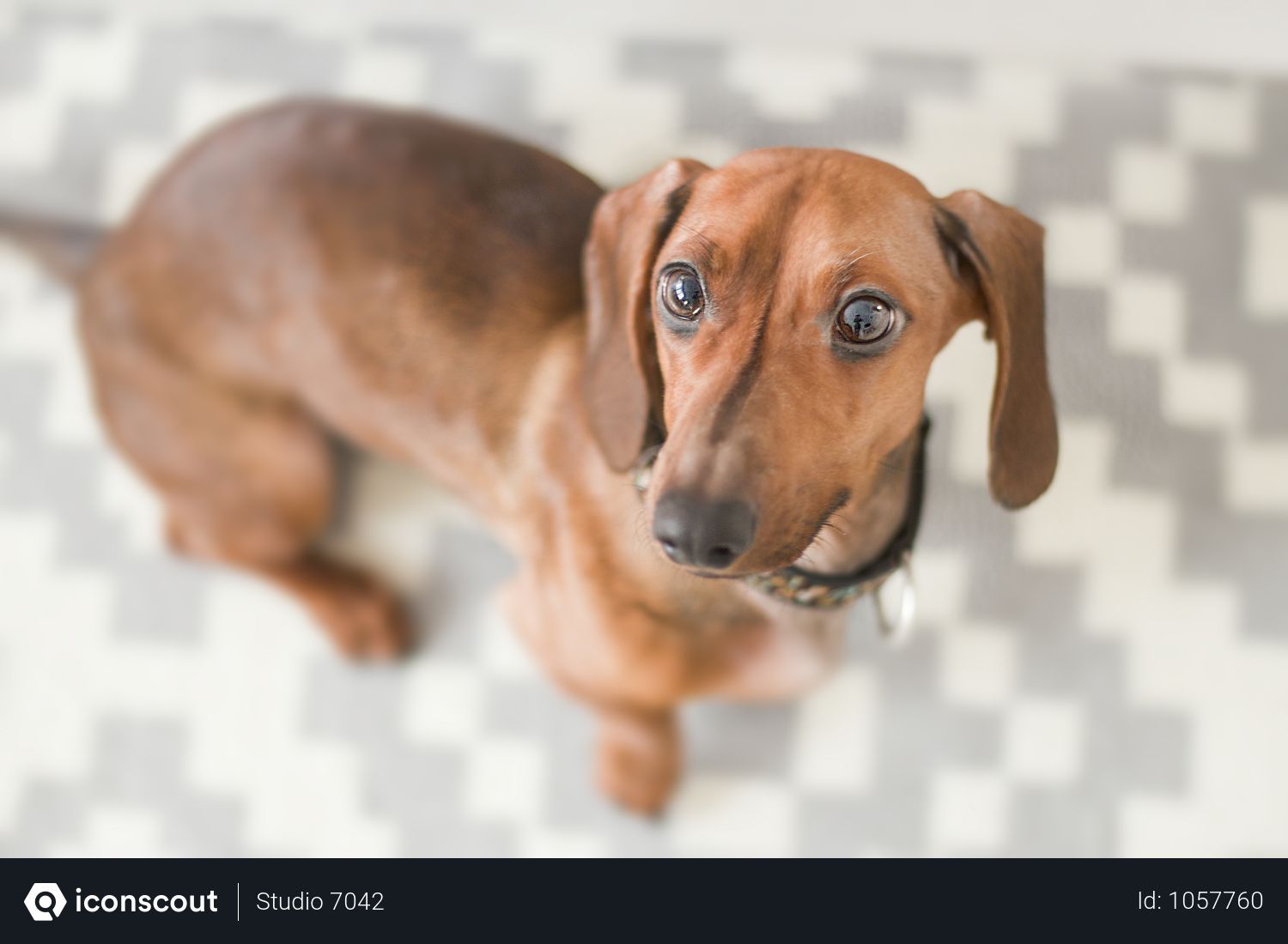 Free Close Up Photography Of Dachshund In House Photo Training