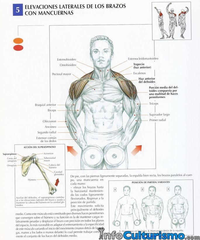 rutina hombros y trapecio gym
