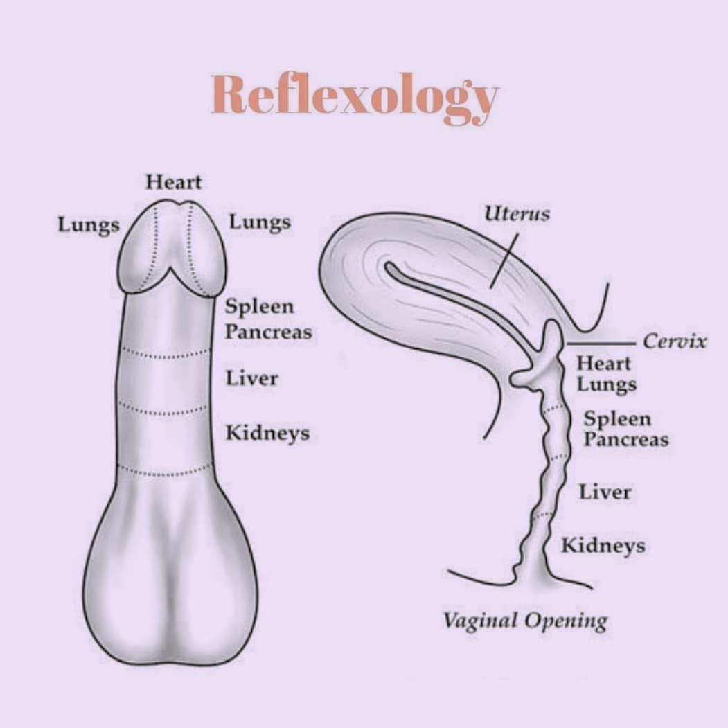 Heal Your Cervix Yourself 💜 on Instagram: “S-x is a connection of two hearts.💓 In reflexology, the cervix and the head of a penis are both correlated with the heart. Whether your…” Gross Anatomy, Human Anatomy Art, Body Anatomy, Polarity Therapy, Sexy Black Art, Reflexology Chart, Sexual Quote, Mens Life, Medical Facts