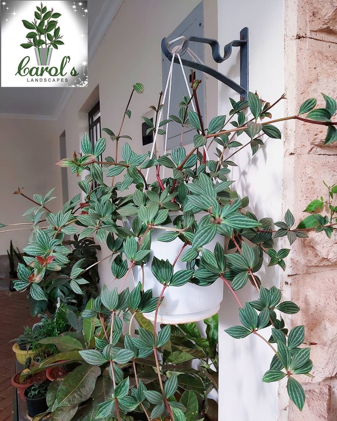 Plant: Peperomia Tetragona 🌱 An attractive addition to your desk, table or hanging houseplant collection. Care: 🌞 indirect sunlight. 💧every 7-10 days. ------------------------------------------------------------------------- Available for Ksh. 1200/- To order: 📲 254 790 710023/ 254 734 966443 -------------------------------------------------------------------------- #carols_landscapes #carolslandscapes #landscapeke Hanging Planters, Hanging Baskets, Turtle Homes, Epiphyte, Household Plants, Garden Web, Pepper Plants, Houseplants Indoor, Small Succulents