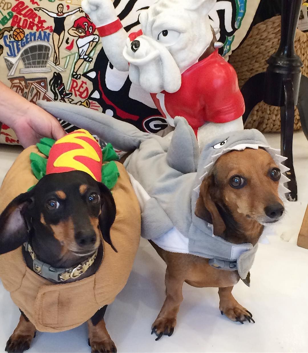 Happy Halloween From Our Shark And Hotdog The Tf Girls Hope You