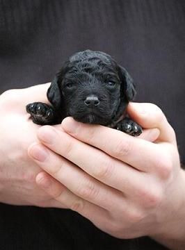Toy Poodle Puppies Poodle Puppy Poodle Health Concerns