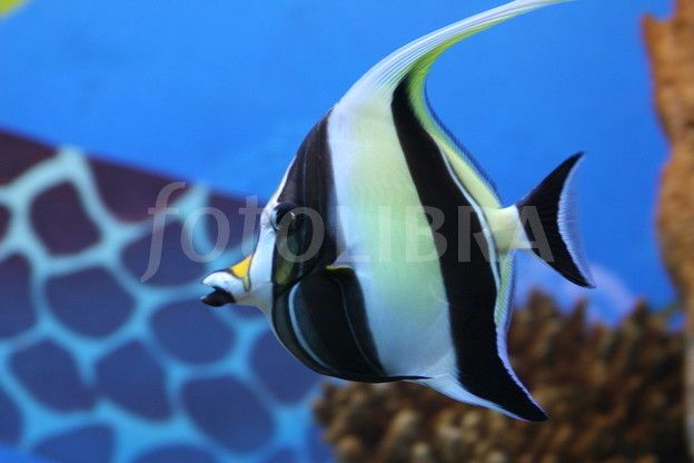 angel fish black stripes