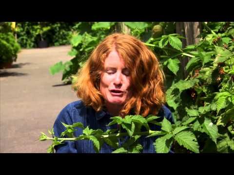 Great British Garden Revival Rhs Rosemoor Youtube British