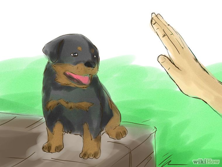 Train Your Rottweiler Puppy With Simple Commands Rottweiler
