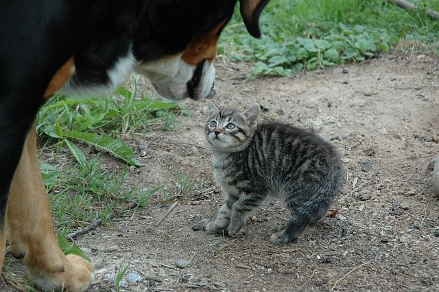 3 Reasons It Is Safer To Keep Your Cat Inside Cats Cats For Sale Outdoor Cats