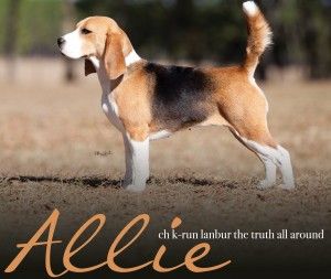 Allie Uno S Sister Steps In The Ring At Westminister For Top Dog