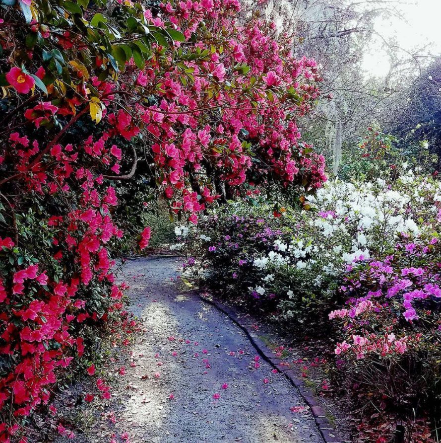 50 Things to Do and See in Charleston, South Carolina
