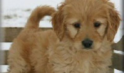 Sunshine Acres Wolcott Indiana Michael Goldendoodles