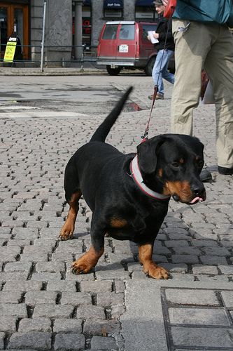 Street Mix Dachshund And Rottweiler Dachshund Mix