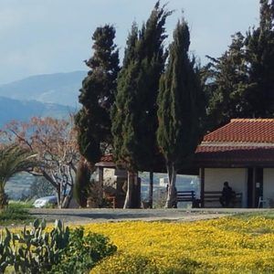 Ευχή εξομολογητική εις την υπεραγίαν Θεοτόκον - ΕΚΚΛΗΣΙΑ ONLINE Trunks, Tree, Plants, Drift Wood, Tree Trunks, Plant, Planets