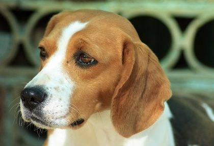 Activities For Shiloh By Phyllis Reynolds Naylor Beagle