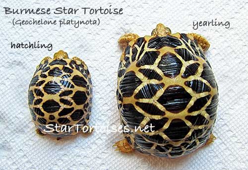 Burmese Tortoise