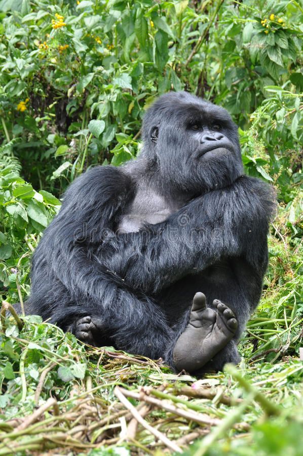 Male Mountain Gorilla looking fed-up. A critically endangered Mountain Gorilla ( #Sponsored , #sponsored, #SPONSORED, #Mountain, #endangered, #critically, #Male Silverback Gorilla, Chimpanzee, Orangutan, Funny Animal Memes, Funny Animals, Cute Animals, Gorilla Funny, Gorilla Tattoo, Funny