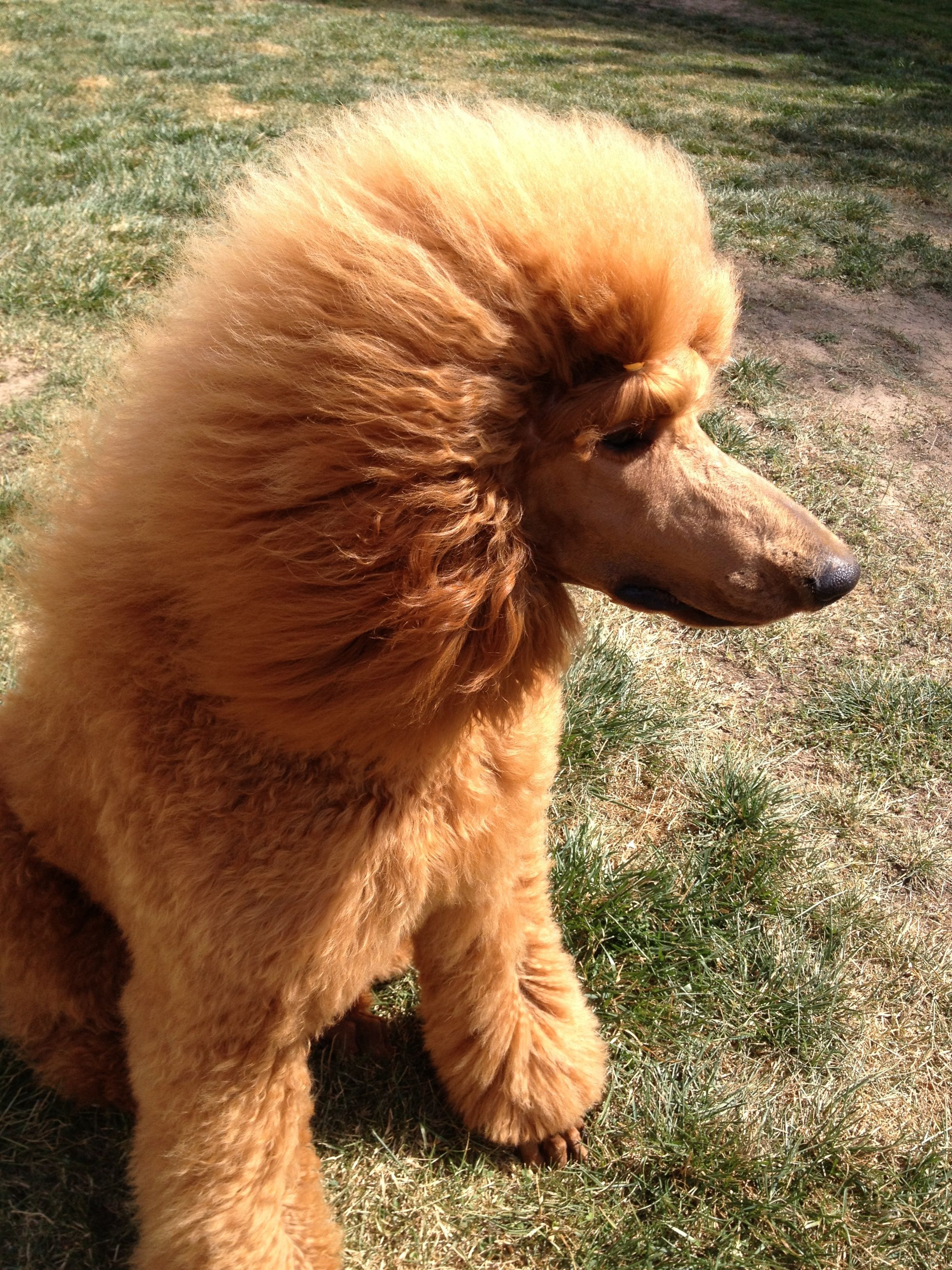 Poodle Puppies Yorkshire Terrier Puppies Stud Service Silver