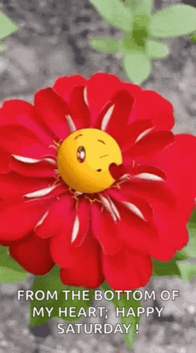Its Saturday Flower GIF - ItsSaturday Flower Smile Its Saturday Flower GIF - ItsSaturday Flower Smile