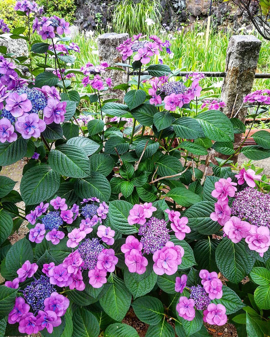 妹と 千駄ヶ谷 の 鳩森八幡神社 で見かけた 紫陽花 菖蒲 も咲いてたよ杜若とあやめと見分けが付かないけど あじさい アジサイ Hydrangea Hydrangeas きれい 美しい 花園 花 花好きな人と繋がりたい Colorful Shrubs Hydrangea Flowers 妹と 千駄ヶ谷 の 鳩森八幡神社 で見かけた 紫陽花 菖蒲 も咲いてたよ杜若とあやめと見分けが付かないけど あじさい アジサイ Hydrangea Hydrangeas きれい 美しい 花園 花 花好きな人と繋がりたい Colorful Shrubs Hydrangea Flowers