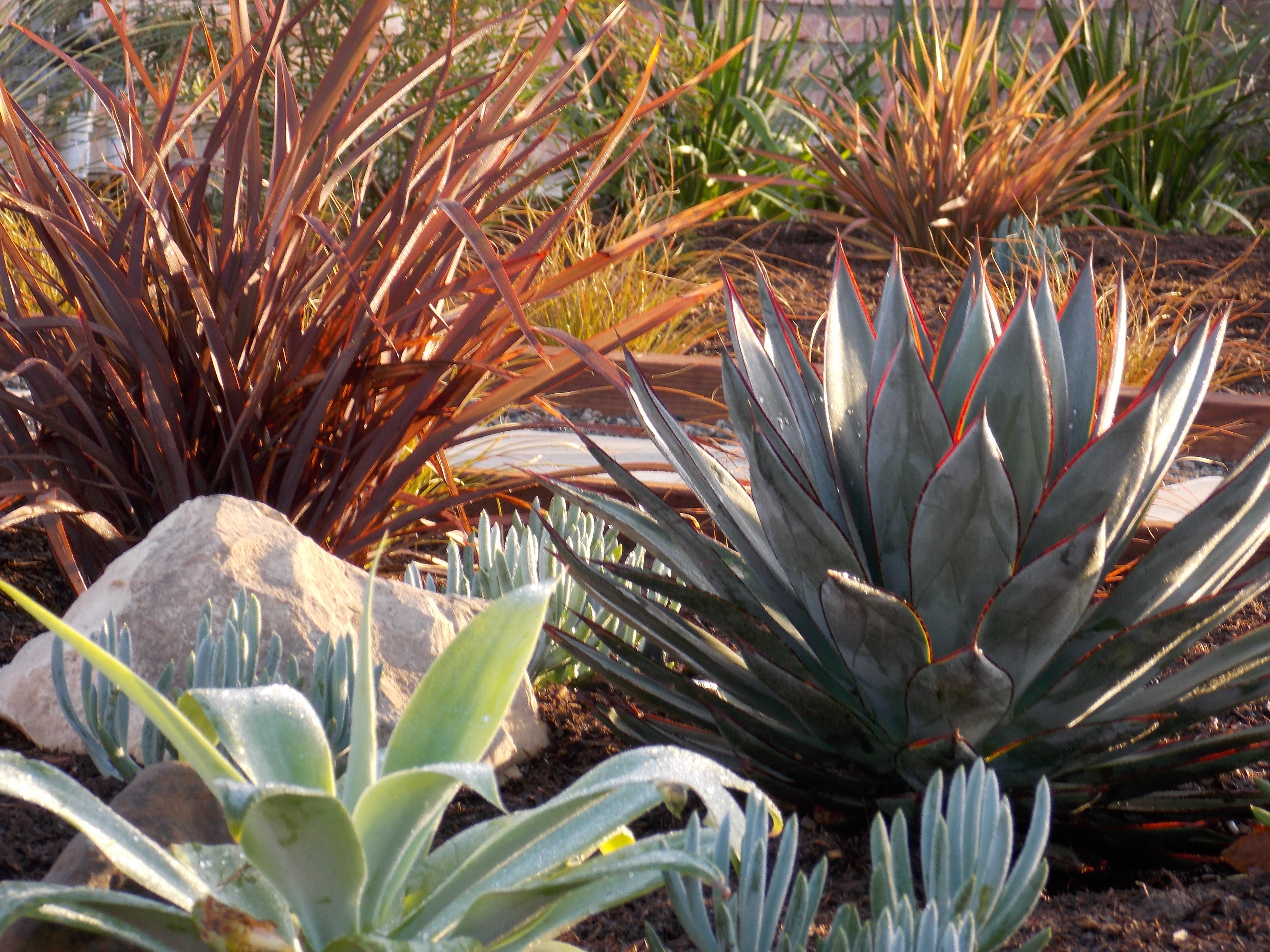 California Drought Tolerant Garden Floral Park California Native california-drought-tolerant-garden-floral-park-california-native