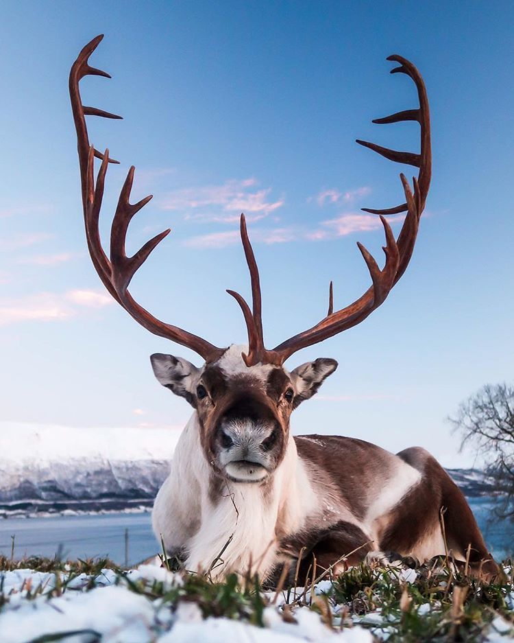 Imagine seeing a reindeer this close look at those big beautiful Imagine seeing a reindeer this close look at those big beautiful