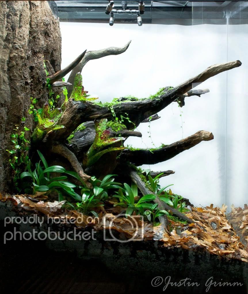 Russian Tortoise Tips おしゃれまとめの人気アイデア Pinterest Tortoise Pimps ビバリウム パルダリウム テラリウム Russian Tortoise Tips おしゃれまとめの人気アイデア Pinterest Tortoise Pimps ビバリウム パルダリウム テラリウム
