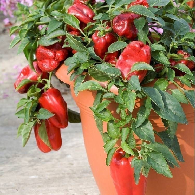 Cómo Cultivar Pimientos En Macetas Cultivo Del Pimiento Cultivo De árboles Frutales Cultivo De Hortalizas