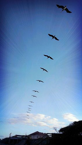 pelicans Ocean animals Underwater photography Sea birds